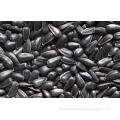 sunflower seeds for human consumption long shape and round shape sunflower seeds